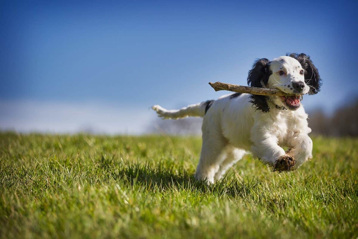 fetch, stick, puppy, dog, action, animal, playing, canine, fun, pet, retrieve, playful, spaniel, cocker, active, fur, blue animals, blue fun, puppy, nature, puppy, puppy, puppy, dog, dog, dog, dog, dog, action, action, fun