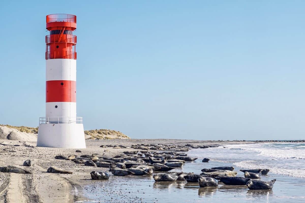 beach, lighthouse, seals, north sea, island, sand, sandy beach, water, landmark, nature reserve, sea, helgoland, sea creatures, wildlife, nature, group, lie, gray seals, coast, heaven, dune, seal, mammal, dog seal, sunbathing, lighthouse, lighthouse, lighthouse, lighthouse, lighthouse, seal