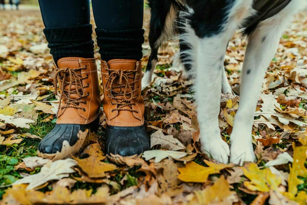 Border Collie and Person