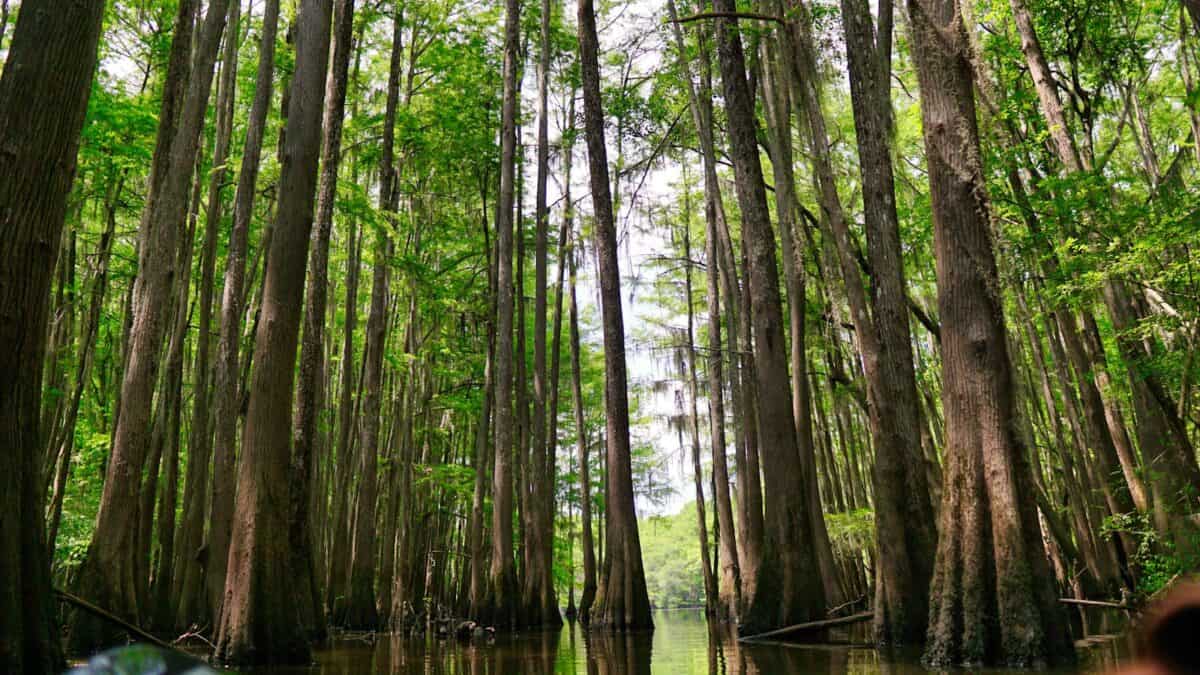 Serene view of tall cypress trees in a swamp, creating a lush natural landscape.