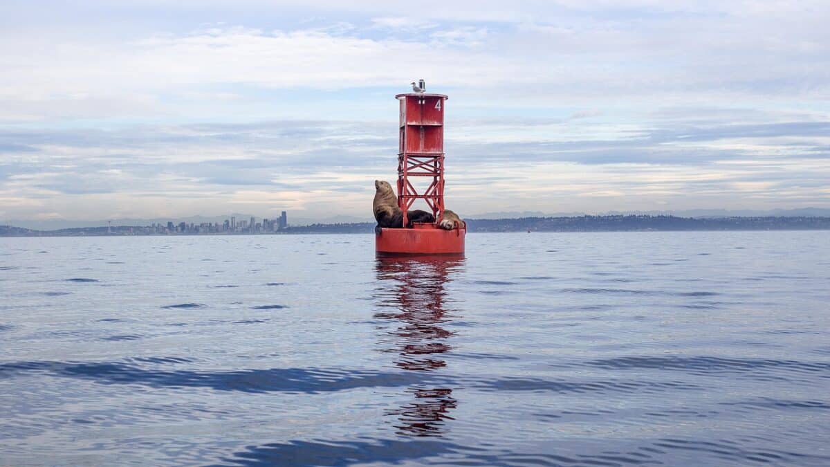seal, water, bay, seattle, blue sky, island, ocean, washington, sky, landscape, nature, travel, orca, ferry, blue, sea, tourism, waterfront, unique, marine, scenic, orca, orca, orca, orca, orca