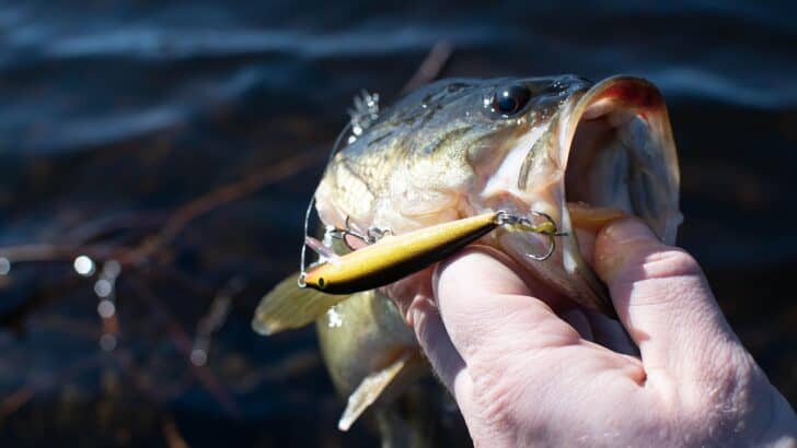 12 Most Stunning Fish You Can Catch in American Waters