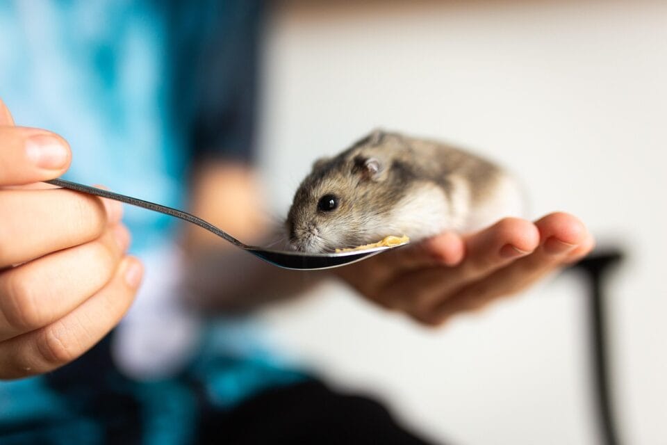 Curated visual reference: Gallery Detail: The Best Hamster Breeds For First Time Pet Owners