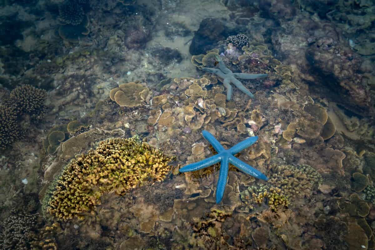 Blue starfish resting on a vibrant coral reef in shallow, clear water. Perfect for marine life enthusiasts.