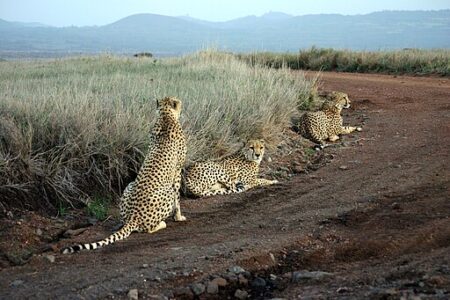 How Wildlife Corridors Are Saving Kenya’s Iconic Animals