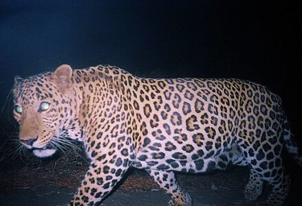 Scientists Stunned by Widespread Animal Behavior Shift