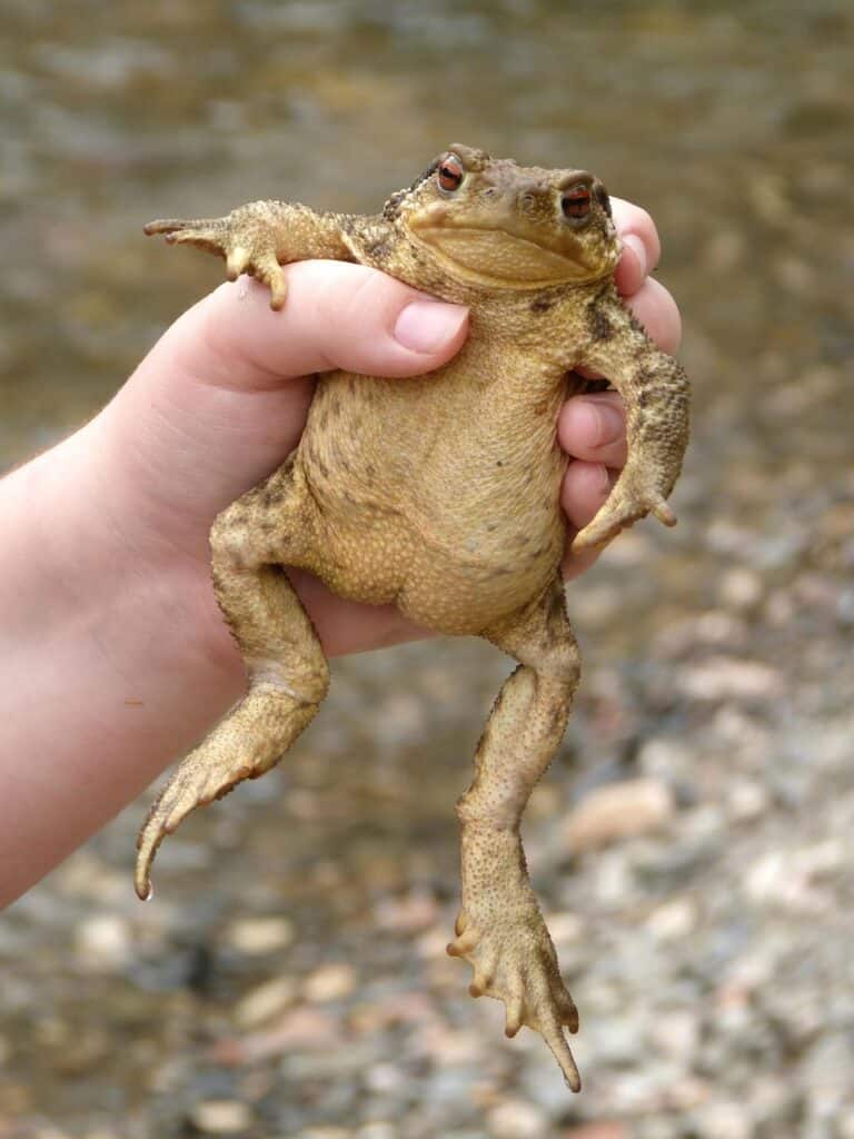 toad, child hand, adventure, nature, batrachian, river, toad, toad, toad, toad, toad