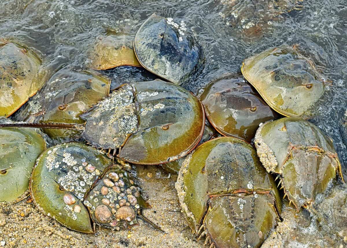 horseshoe crabs, crustaceans, crab, marine, matting, horseshoe crabs, horseshoe crabs, horseshoe crabs, crab, crab, crab, crab, crab