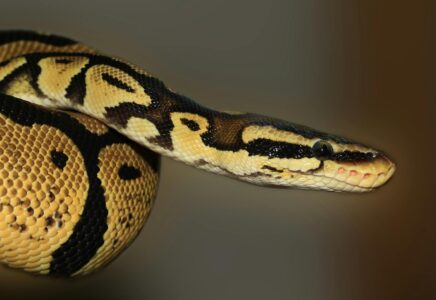 Do Snakes Get Attached to Their Owners?