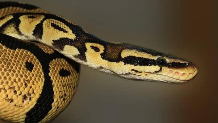 Do Snakes Get Attached to Their Owners?