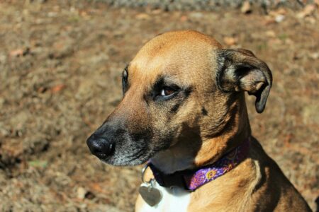 13 Surprising Ways Dogs Show Jealousy