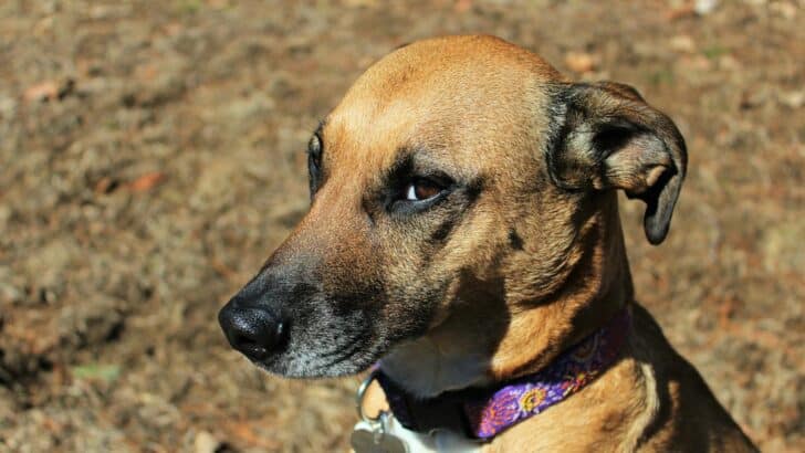 13 Surprising Ways Dogs Show Jealousy