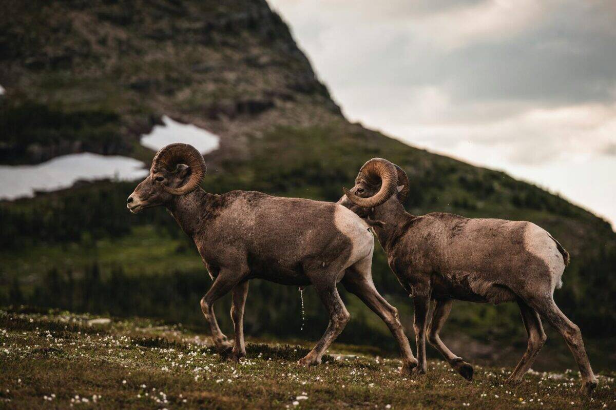 Two bighorn sheep in a serene mountain landscape, exemplifying wildlife in nature.