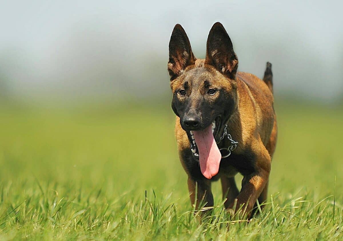 A lively Belgian Malinois dog running in an open grassy field, full of energy.
