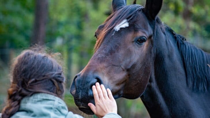 How Horses Are Being Used to Help Treat Anxiety in Teens