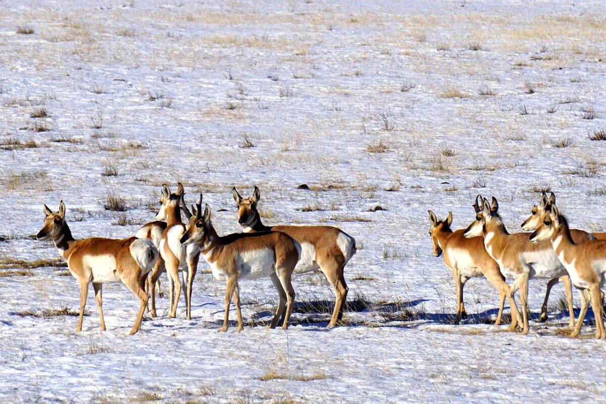 pronghorn, horns, antelope, mammal, animal, prairie, nature, wildlife, pronghorn, pronghorn, pronghorn, pronghorn, pronghorn