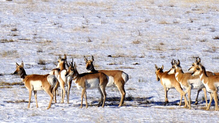 11 Species That Travel Thousands of Miles to Survive