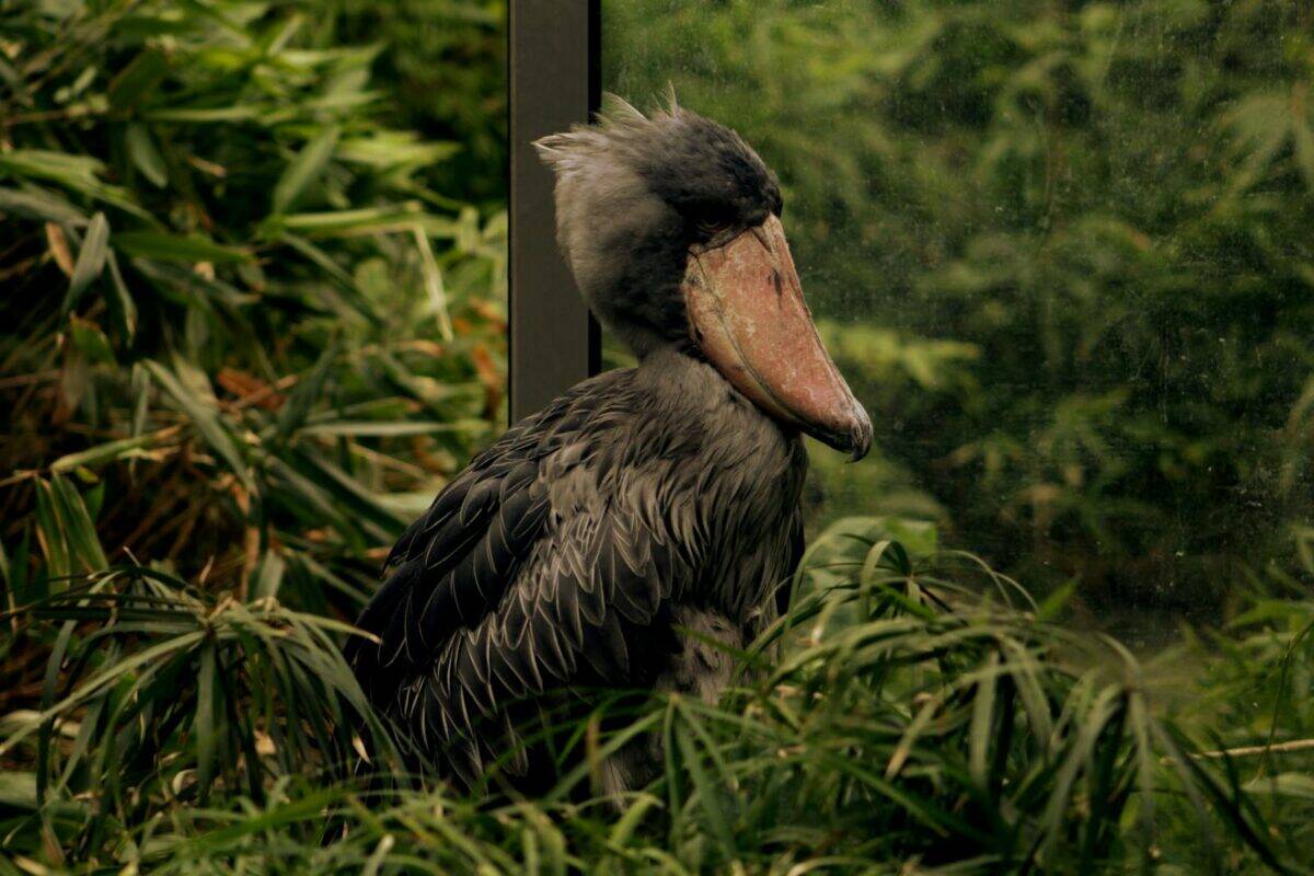 Majestic shoebill stork surrounded by lush greenery, captured in its natural habitat.