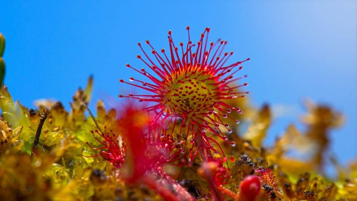 chock, swamp, plant, carnivorous plant, wetlands, moss, red, nature, chock, chock, chock, chock, chock, swamp, plant, plant, carnivorous plant, carnivorous plant, wetlands, wetlands