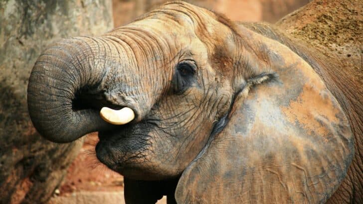 The Animal That Can Hear Sounds From Over 100 Miles Away