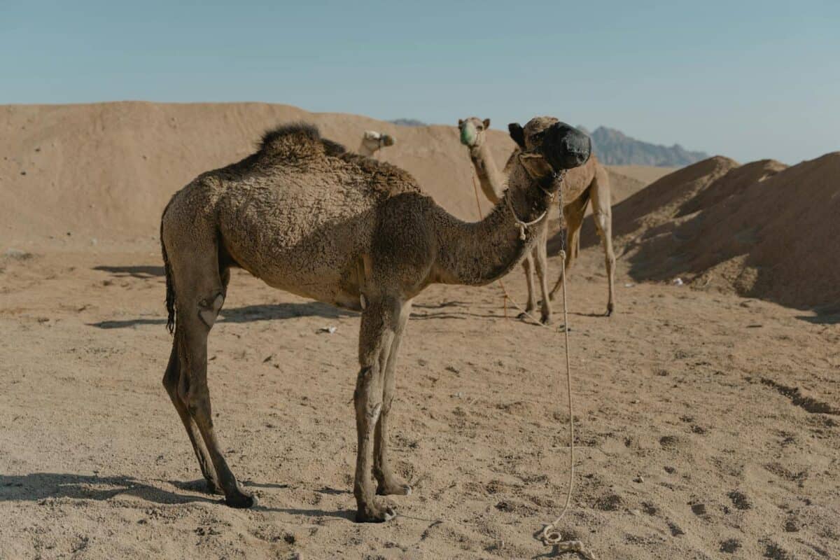 Majestic camels walk through a sandy desert under a clear blue sky.