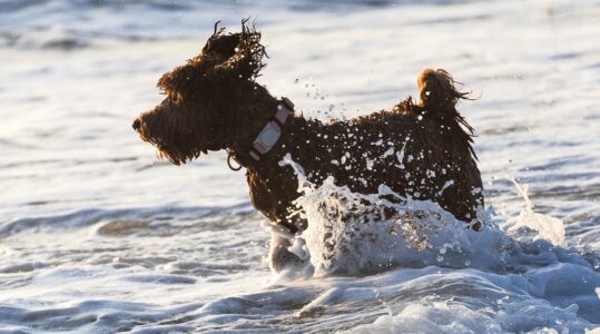 10 Intelligent Dog Breeds Born to Hunt