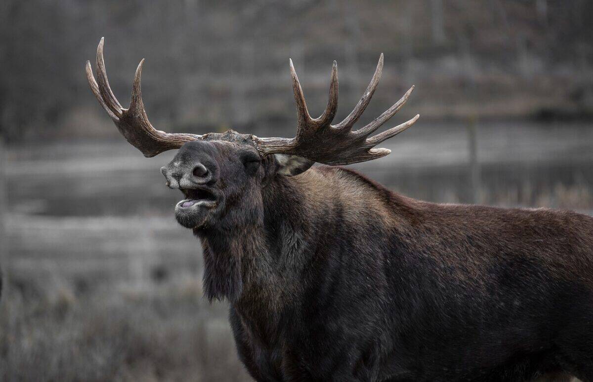 moose, moose bull, yawns, moose, moose, moose, moose, moose