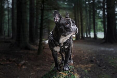 10 Dog Breeds That Rarely Bark