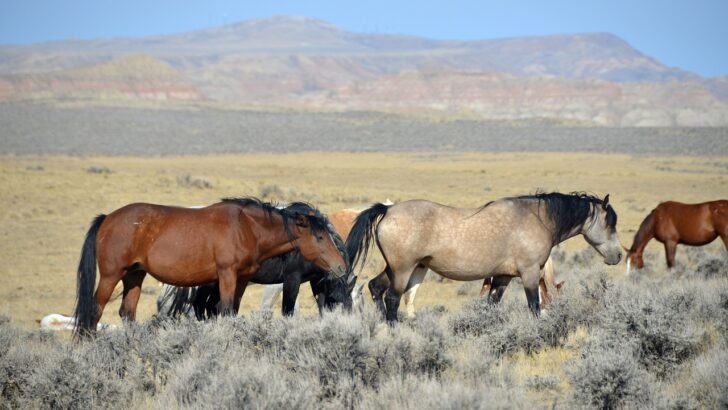The Largest Wild Horse Herd Ever Rounded Up in America