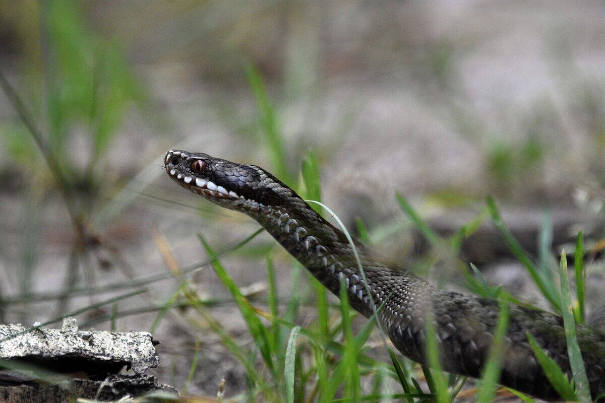 snake, viper, poisonous, dangerous, forest, hisses, protection, grass, spring, nature, viper, viper, viper, viper, viper