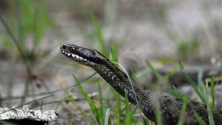 15 Animals and Wildlife that Start with V