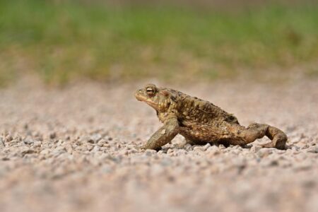 The Largest Toads Ever to Overrun American Wetlands