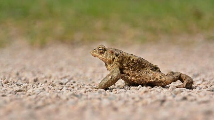 The Best Wetlands for Observing Rare Amphibians