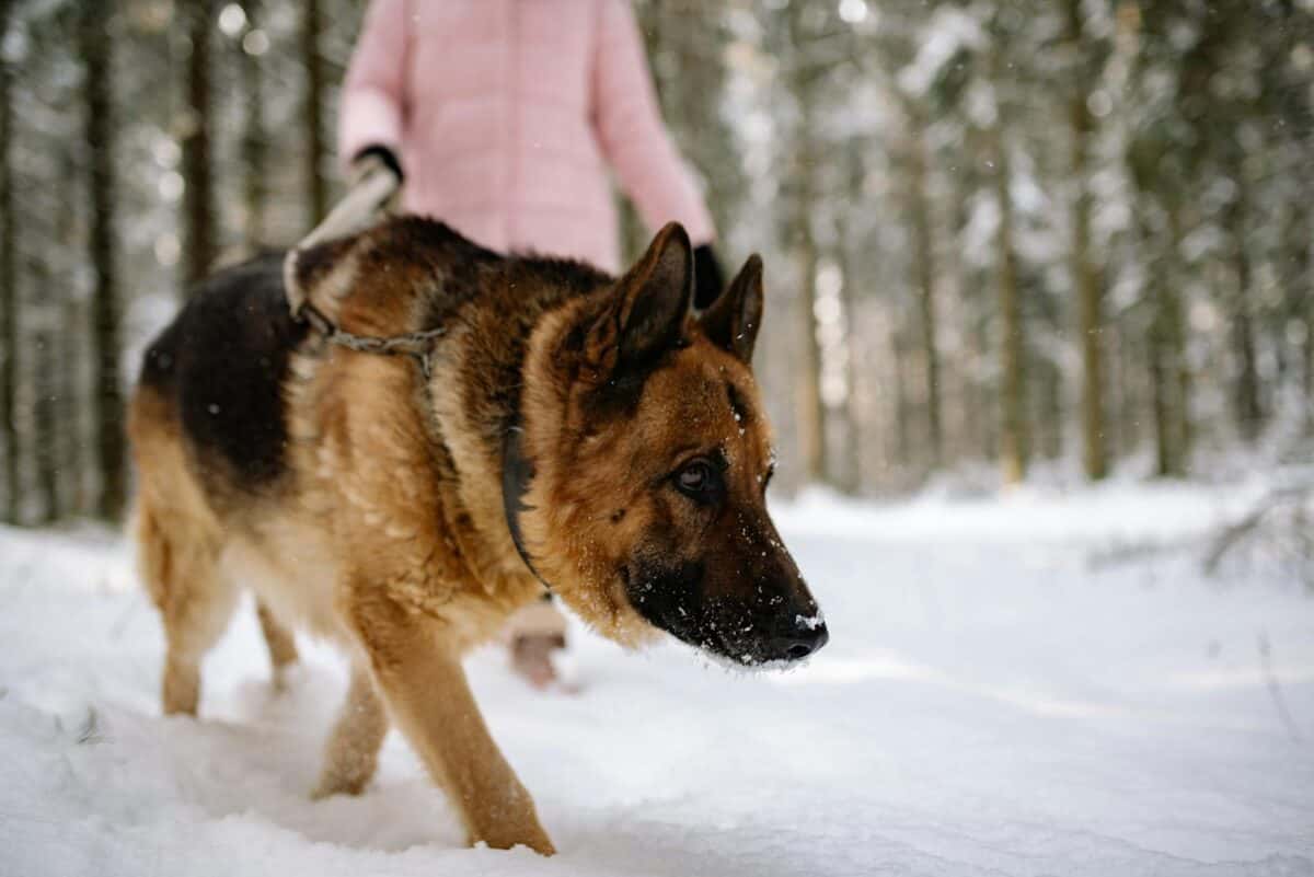 A German Shepherd walking with its owner in a snowy forest during winter.