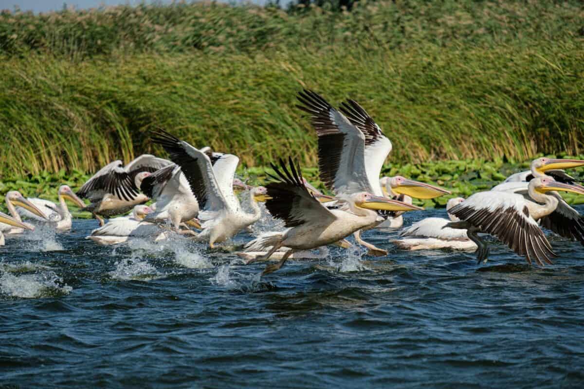 A flock of white pelicans taking flight over the Danube Delta's waters, showcasing nature's harmony.