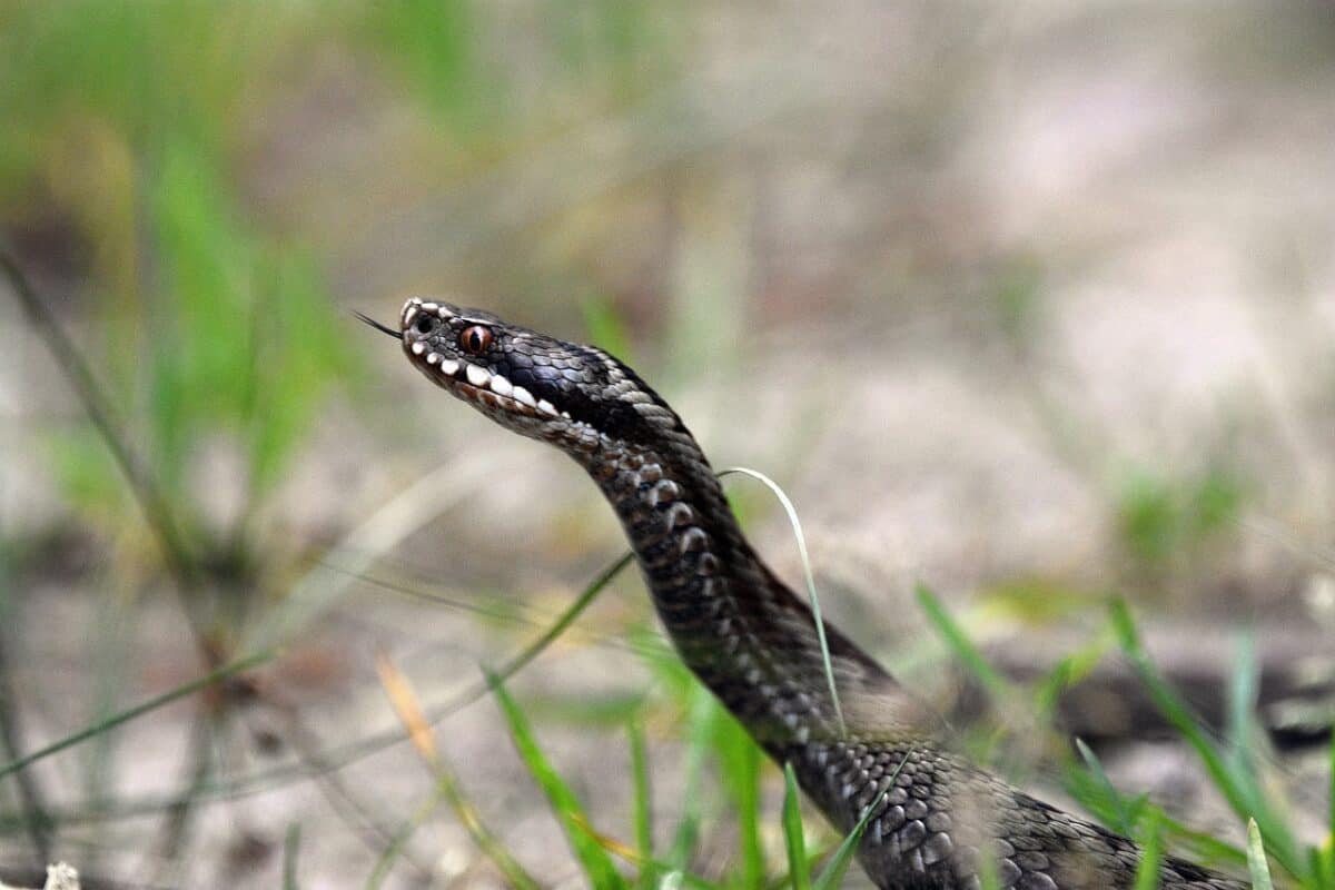 snake, viper, venom, reptile, bite, toxins, danger, dangerous, forest, heathers, nature, viper, viper, viper, viper, viper