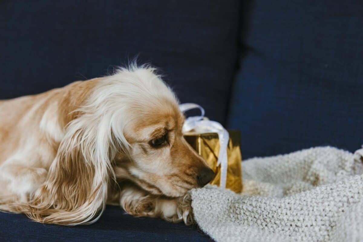 Süßer Cocker Spaniel mit einer Geschenkbox auf einer weichen Strickdecke im Haus.