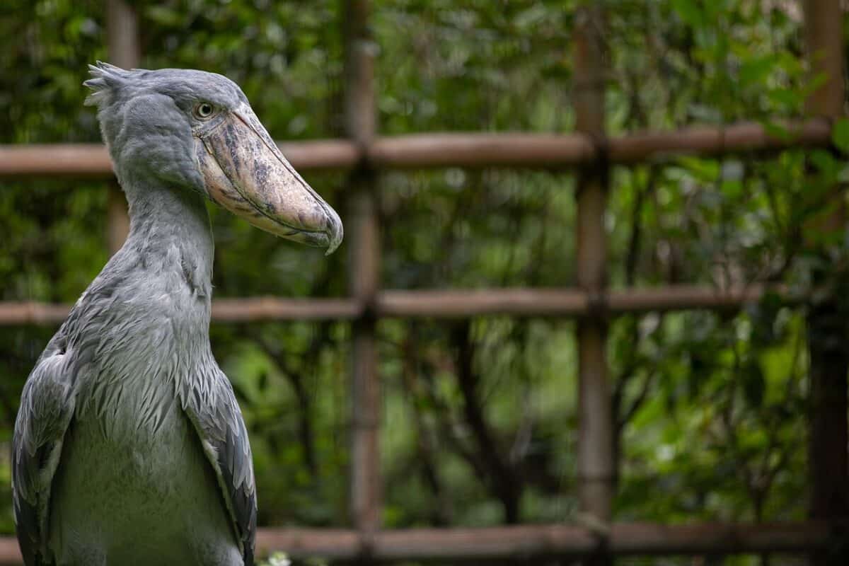 bird, shoebill, stork, feathers, plumage, beak, fauna, zoo, bill, wilderness, wildlife, creature, whalehead, animal, conservation, nature, shoebill, shoebill, shoebill, shoebill, shoebill