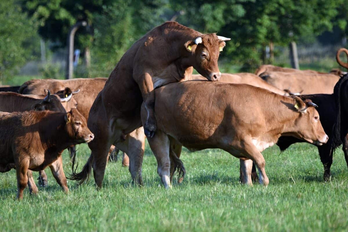 cows, cattles, horns, mating, animals, beef, livestock, mammals, farm, rural, agriculture, countryside, farm animals, pasture, nature, pastures, meadow, grass, horns, mating, mating, mating, mating, mating