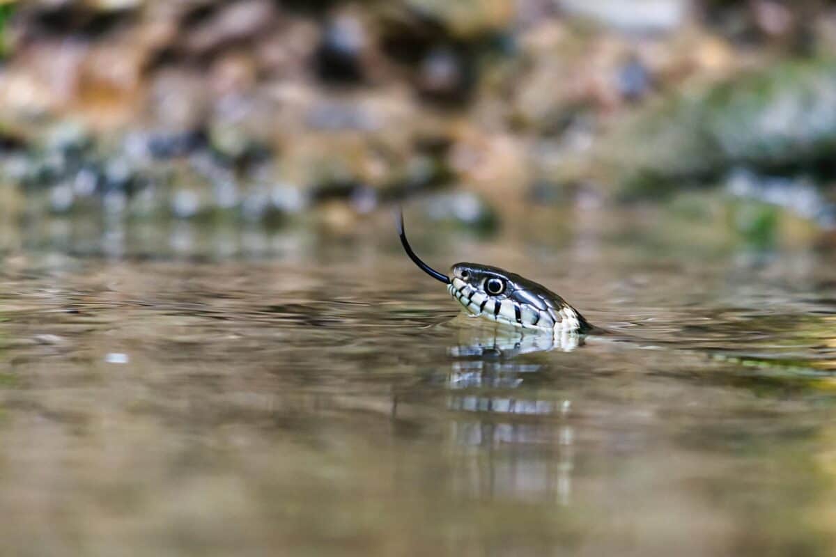 Water Snake