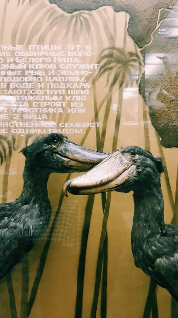 Shoebill storks in a museum exhibit with descriptions in the background.
