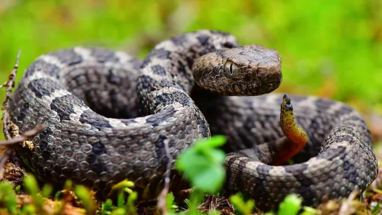 The Largest Python Ever Captured in Florida’s Everglades - Animals ...