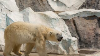 polar bear