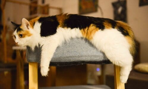 13 Feline Habits That Trace Back to Wild Ancestors