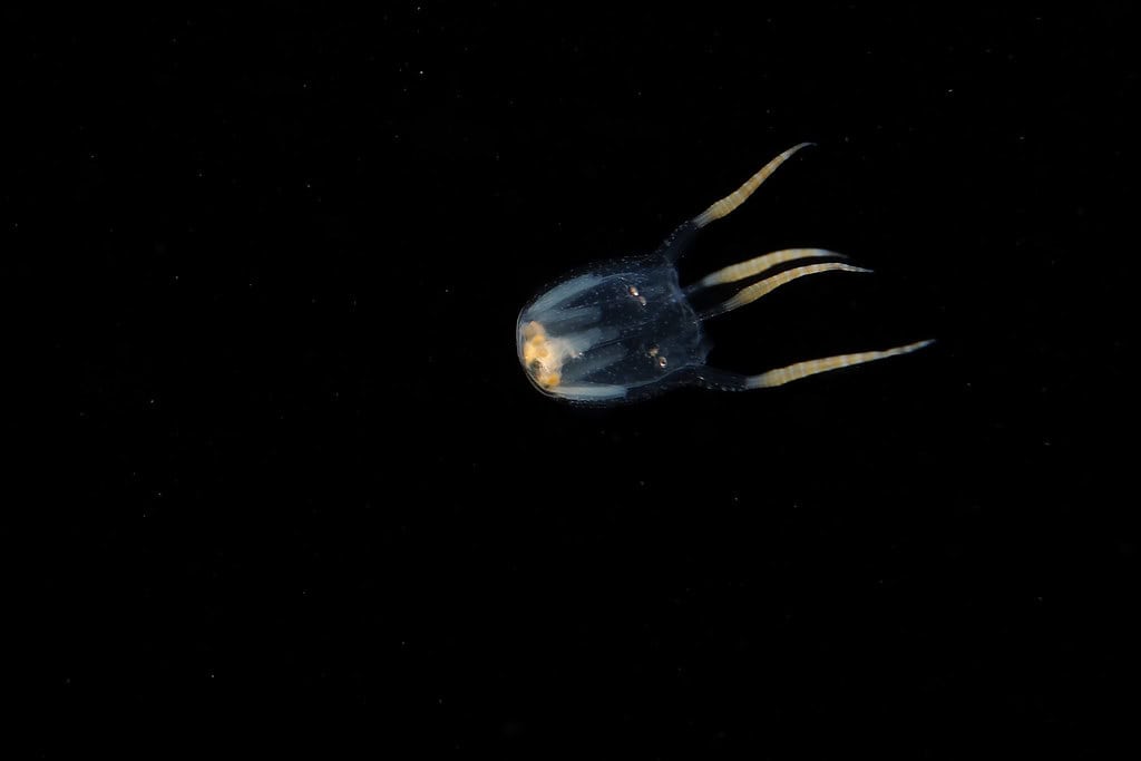 box jellyfish
