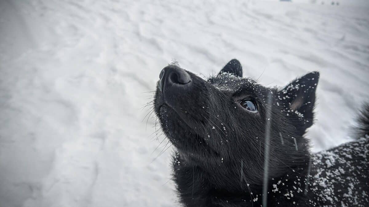 dog, free wallpaper, free background, nature, wallpaper 4k, hd wallpaper, schipperke, snow, laptop wallpaper, winter, outdoors, wallpaper hd, canine, beautiful wallpaper, 4k wallpaper, pet, animal, full hd wallpaper, wallpaper, background, mac wallpaper, schipperke, windows wallpaper, schipperke, 4k wallpaper 1920x1080, cool backgrounds, schipperke, desktop backgrounds, schipperke, schipperke