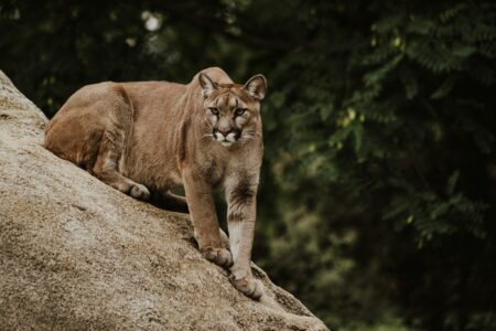 The Largest Mountain Lion Ever Tracked in Colorado