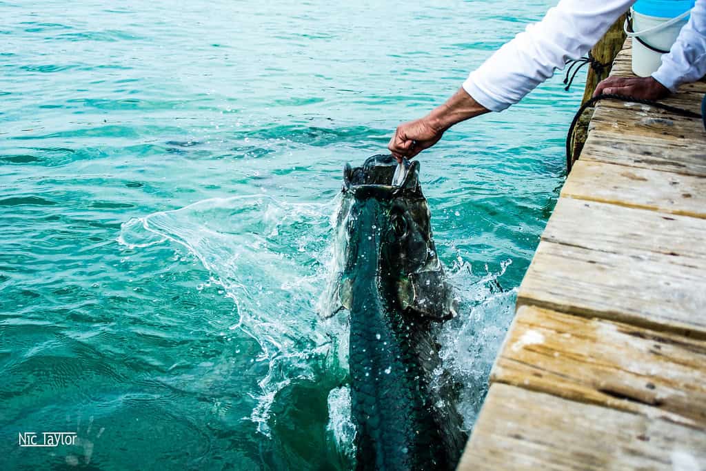 Feeding the Tarpon