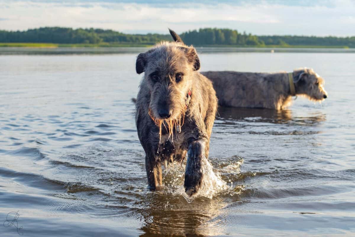 a dog jumping out of water with a dolphin in its mouth