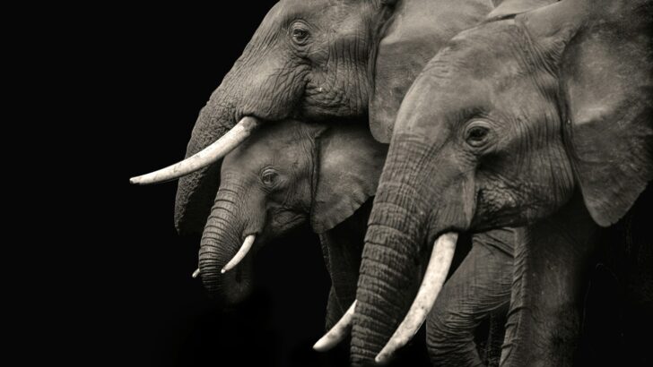 Why Elephants Mourn Their Dead Just Like Humans Do